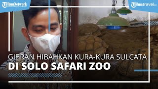 Bakal Hibahkan 8 Kura-kura Sulcata ke Tempat Wisata Solo Safari Zoo, Ini Alasan Gibran Rakabuming screenshot 5