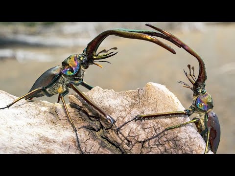 Video: Fighting Tree Beetles