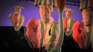 Molecular Machines  ATP Synthase: The power plant of the cell