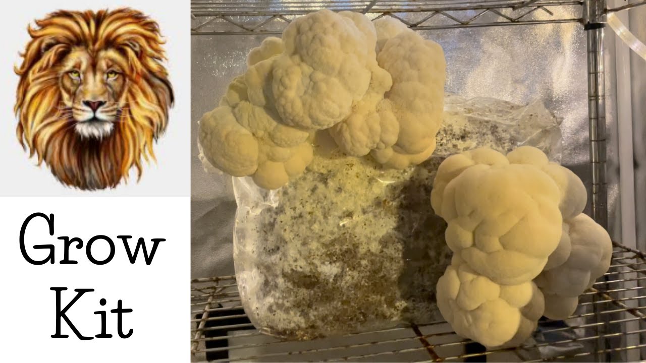 Lion’s Mane Harvest Maine Cap N’ Stem Lion’s Mane Mushroom Kit YouTube