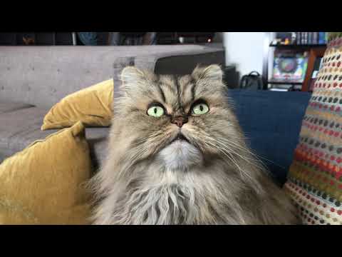 Purr