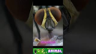 Những điều thú vị về loại ong kền lền làm mật ong bằng xác thối #animals