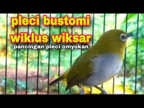 Pleci Bustomi Wiklus Wiksar Ampuh Bikin Pleci Bahan Cepat Bunyi
