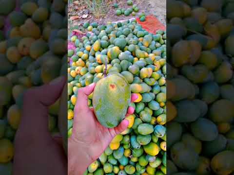 #music #subscribe #fruit #mango #funny #mysweetvoiceforu #mangofruit #mangorecipe #frui