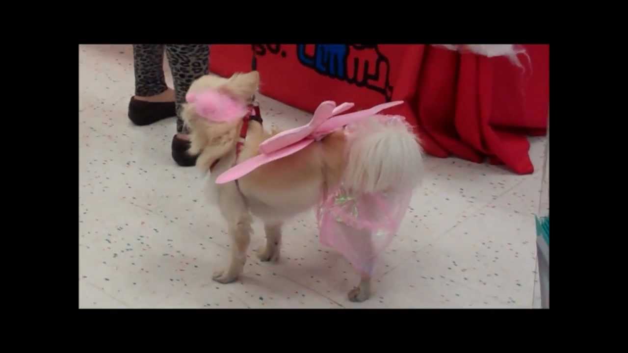 Petco Halloween Costume Contest YouTube