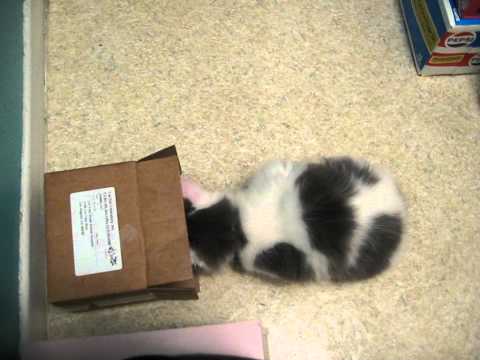 Kitten Kat Attacks (Zombie Cat's box continued...)!