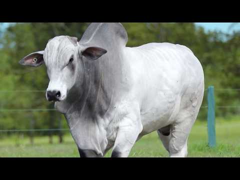LOTE 69 - CSCK 2072