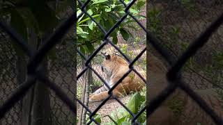 Sleepy tiger at Oakland Zoo