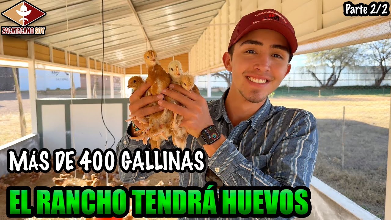 QUE PASARÁ CON NUESTRAS GALLINAS recibiéremos el año con MUCHOS HUEVOS 