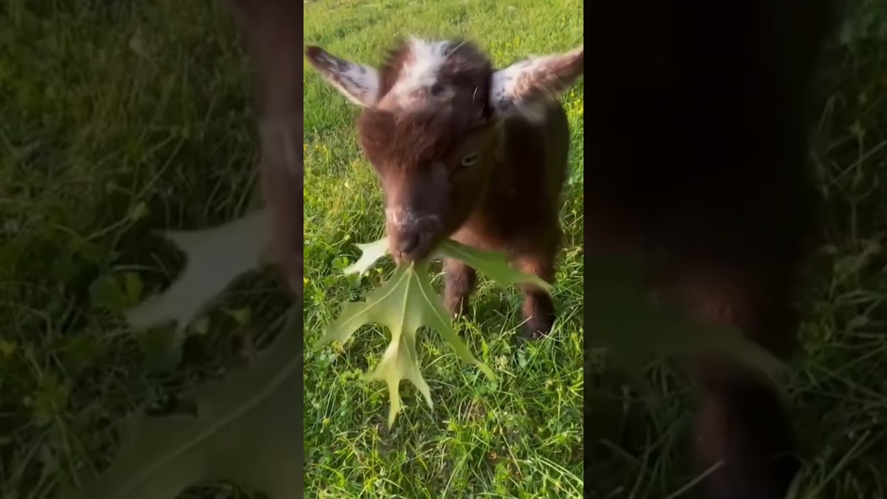 These are the Funniest Goats of the year 2025!
