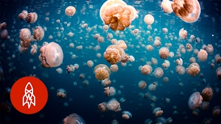 Swim Peacefully with Thousands of Jellyfish in Palau