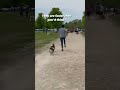 Corgis run faster than youd think corgi dogs