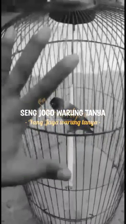 Story kicau mania Gek piye to kii getiiing Akuu