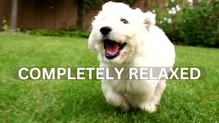 Best Sounds for puppy, soothing dog sounds for anxiety, completely relax, peaceful, calm your dog by TimeToRelax 31 views 1 year ago 11 hours, 11 minutes