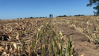 Kearney area farmer cuts milo crop for cattle feed | 2022 Fridays in the Field | Ep. 16