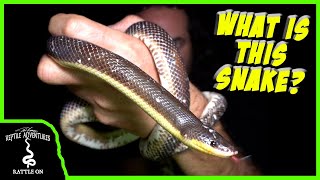 FINDING THE STRANGEST SNAKE IN GUATEMALA!