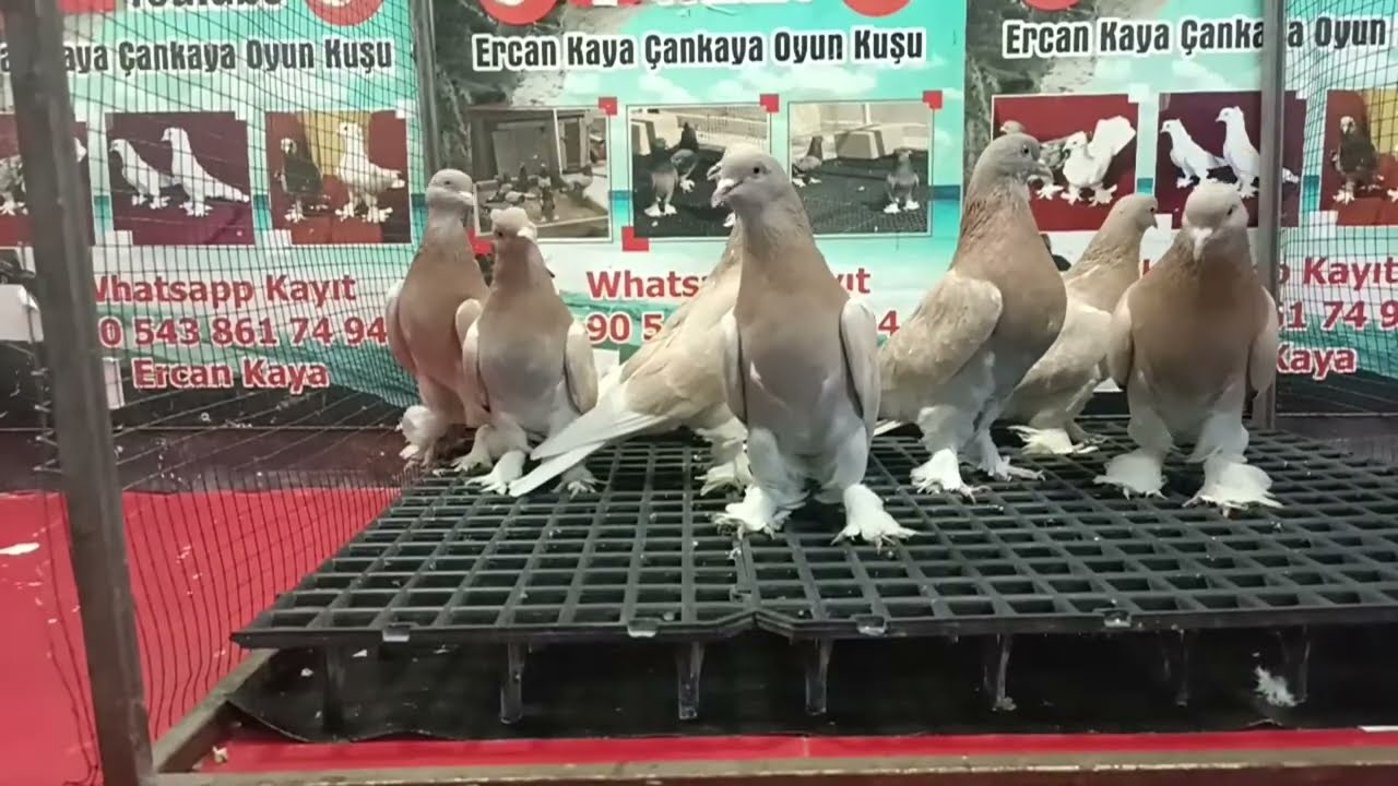 Ercan KAYA Çankaya Oyun Kuşu # canli# guvercin# mezati# pigeonauction# livebrocast