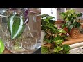 Fertilizante para Todo Tipo de Plantas de Interior,Acuaticas & en Sustrato #jardineria #jardincasero