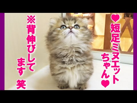 ☆極短足!!チンチラゴールデンのミヌエットちゃん☆短足長毛ミヌエット 