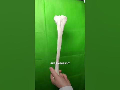 Самая прочная кость в нашем организме?! 🦴#научныеистории #анатомия # ...
