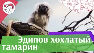 видео Хохлатые тамарины, Пинче или Эдипова