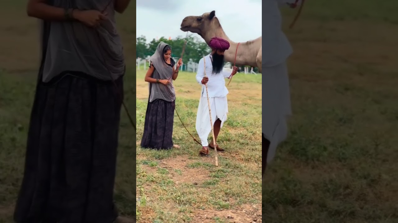 order kar do AC ko marwadi song rajsthani song #rajasthani #marwadisong #rajsthanisong2026 #marwadi