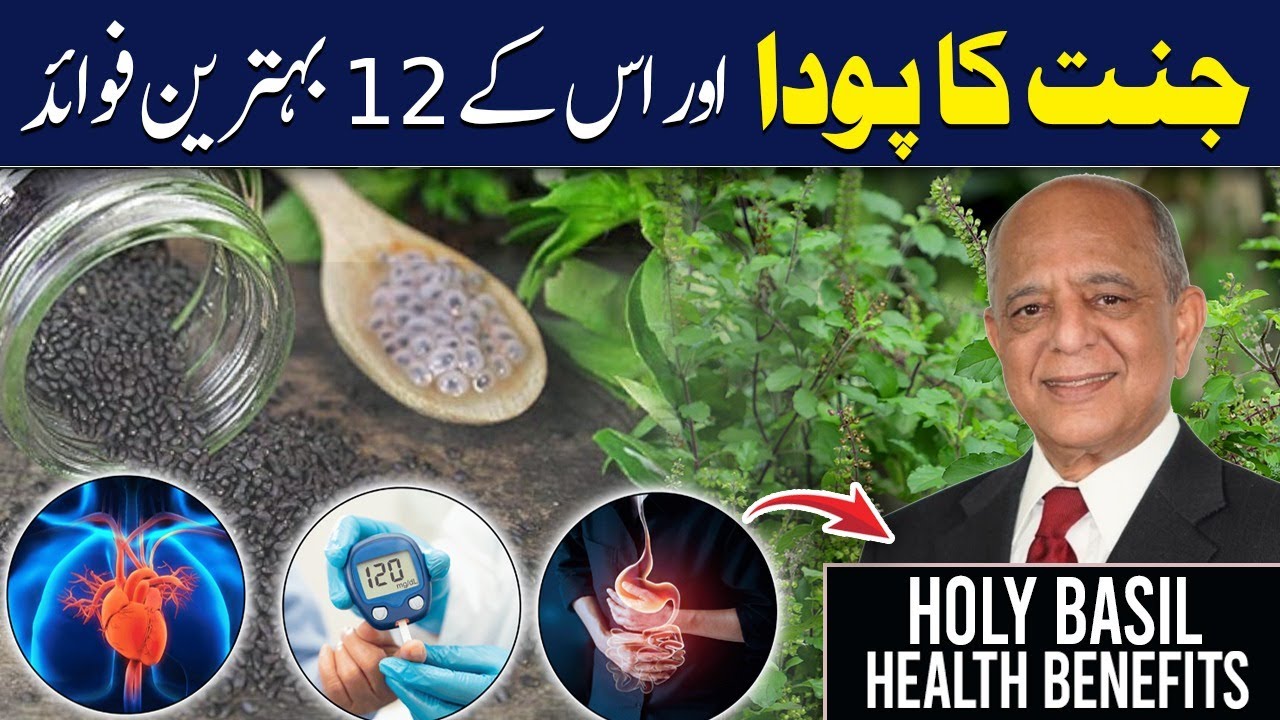 Jannat ka Poda aur uske 12 fawaid | Health Benefits Of Holy Basil |By @drjeelani