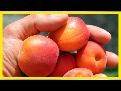 Vidéo: Abricot non mûr - Que faire avec des abricots non mûrs