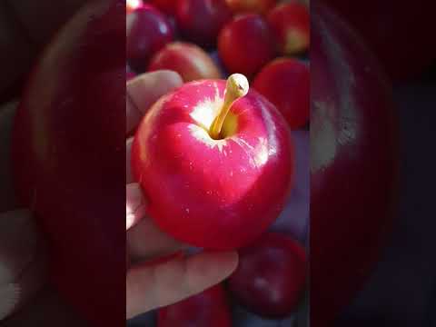 New Zealand Queen Apple