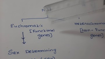 Y Chromosome and male development