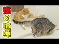 猫ズが2匹で遊ぶと必ず喧嘩になってしまうおもちゃ【けりぐるみ】