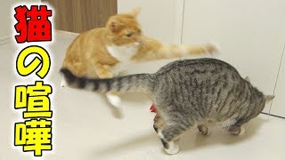 猫ズが2匹で遊ぶと必ず喧嘩になってしまうおもちゃ【けりぐるみ】