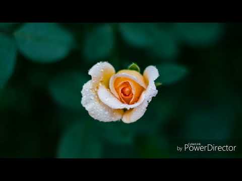 鳳凰傳奇---水雲間