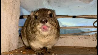 What's An Angry Hyrax Sound Like? (read description)