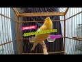 Kenari Bunyi Ngerol Panjang Ampuh Pancing Kenari Macet Mp3 - Mp4 Download