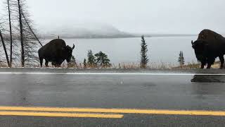 What to see driving thru Yellowstone late September