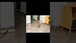 Sigma Cat Mr Black Magic