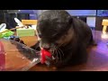 リュウスケッチ パンチは便利なリサイクル屋さん