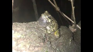 (part 2) Grey Tree Frog / Rainette Versicolore
