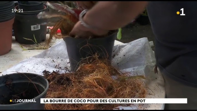 Sol minute - Milieu de culture comprimé de fibres de coco - 10 paquets de  terreau - Jardinage, plantes d’intérieur, fleurs