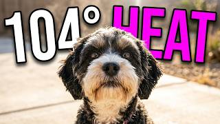Cavapoos Refuse AC In 104 Degree Heat!