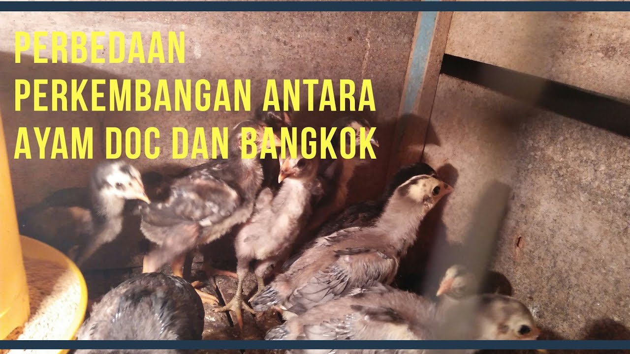 PERBEDAAN AYAM BANGKOK DAN DOC - YouTube
