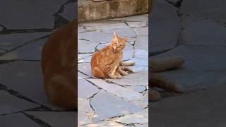 Time to cleaning 🐈 #petlovers #animallovers #straycat #cat #catlover