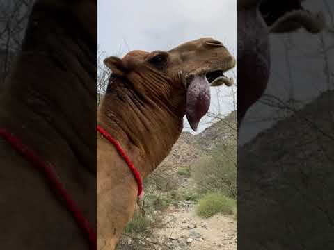 Video: Nar - insan ve çöl için deve