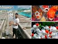 Biggest Colour Fish Farm and Koi Fish Farm / Fish Sales / Nanga Romba Busy