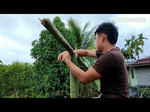 Video: Rumah Hijau Untuk Timun (56 Foto): Cara Membuat Rumah Hijau Mini Dengan Tangan Anda Sendiri, Pilihan Untuk Reka Bentuk Buatan Sendiri Yang Kecil