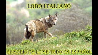 Lobo Italiano (Canis Lupus Italicus) - Lo se todo en Español