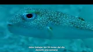Japanese Puffer Fish Excerpt from BBC Life Story