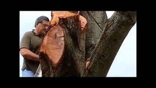 Scary Amateur Tree Removal Part 2