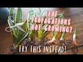 Snake Plant Propagation - This Method works BETTER and FASTER than Leaf Cuttings!